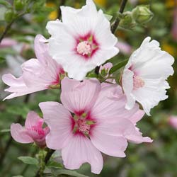 Lavatère 'Barnsley' / Lavatera thunringiaca Barnsley